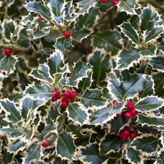 Падуб остролистный Аргентео Маргината