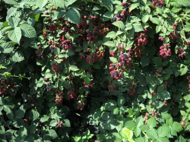 Ежевика Смутсем