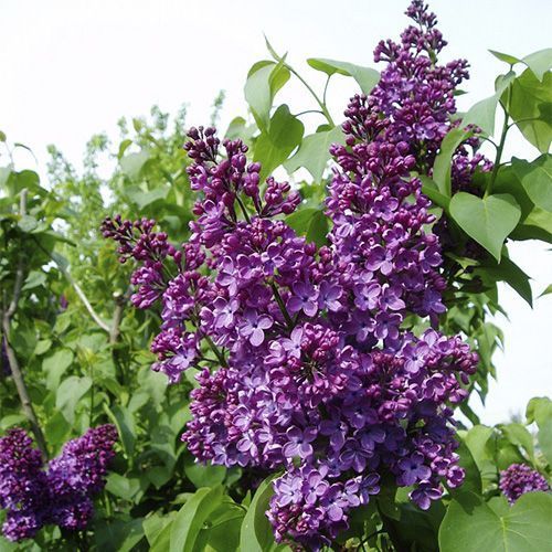 Сирень обыкновенная "Поль Робсон"