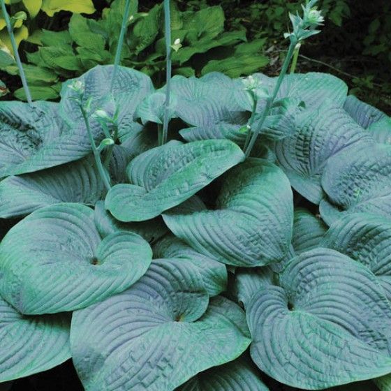 Хоста голубая