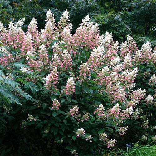 Гортензия метельчатая "Big Ben" (Биг Бен)