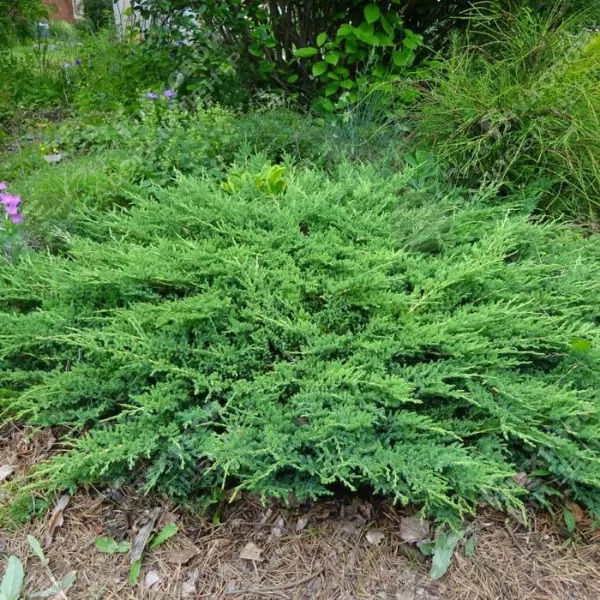 Можжевельник РБ(Можжевельник горизонтальный "Принц оф Уэльс")