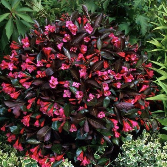 Вейгела Александра