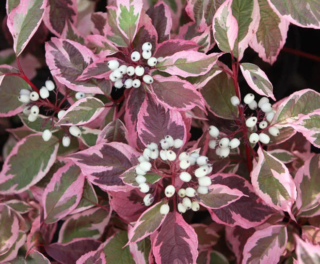 Дерен белый Сибирика Вариегата