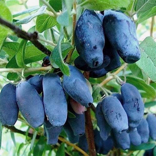 Жимолость Синичка