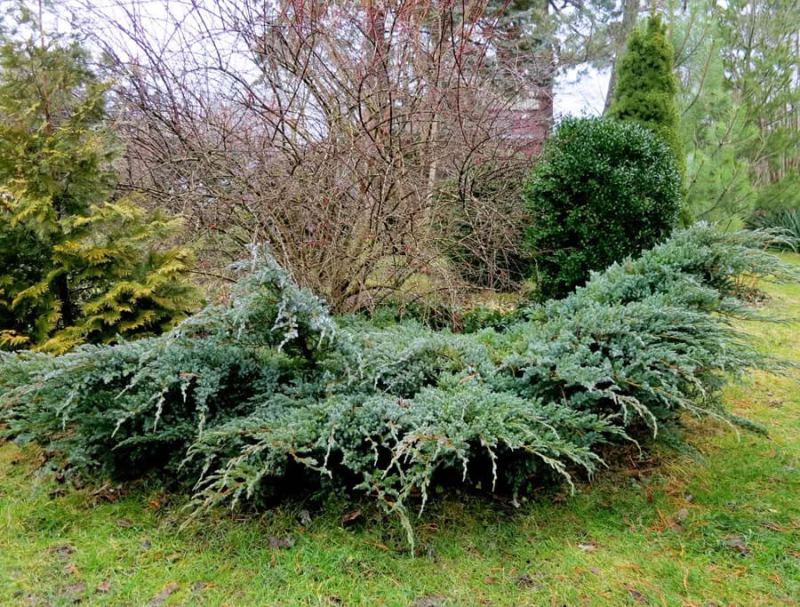 Можжевельник чешуйчатый