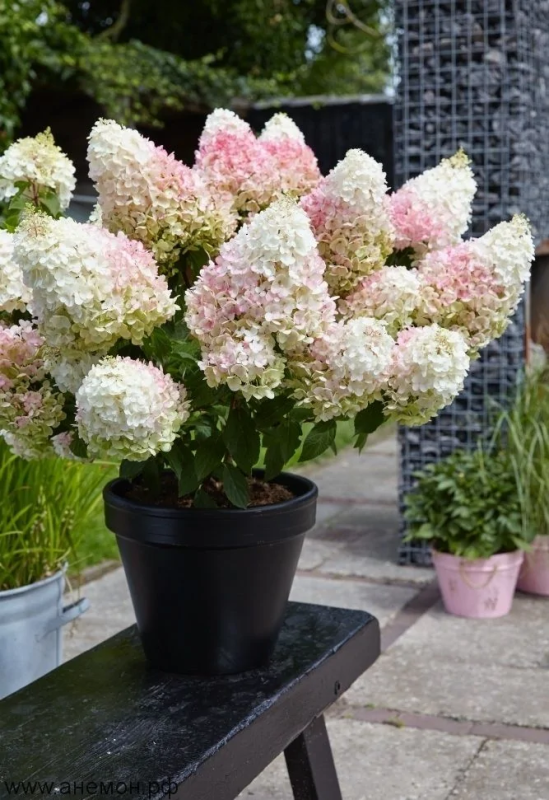 Гортензия метельчатая  Литл Блоссом Курск