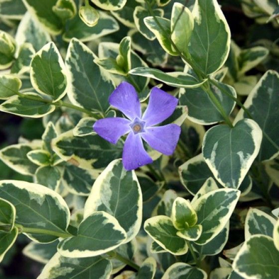 Барвинок большой Variegata