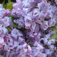 Сирень гиацинтовая "Lavander Lady" (Лавандер Леди)