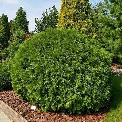 Туя РБ(Туя западная "Вудварди") 24