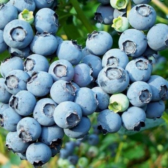 Голубика Эрлиблу