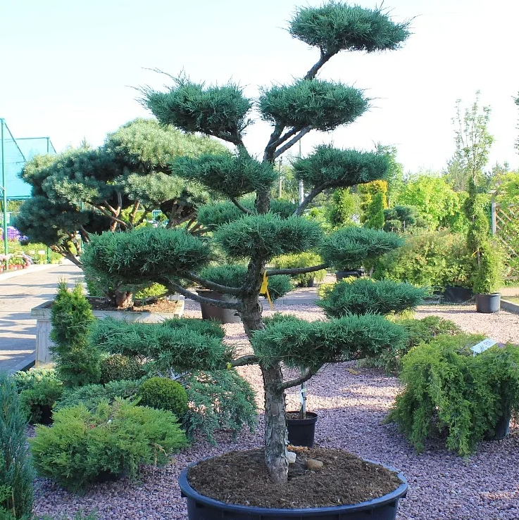 Ниваки (садовый бонсай ) из можжевельника Блю Альпс