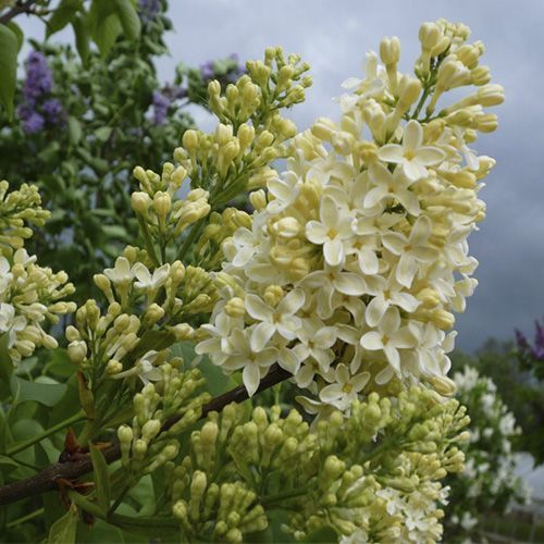 Сирень обыкновенная "Primrose" (Примроуз)