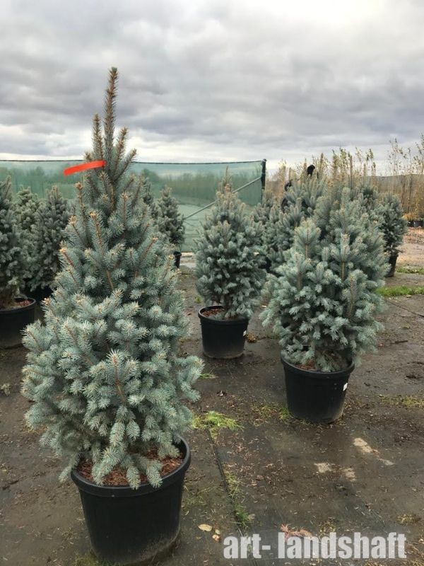 Ель Голубая 110-140
