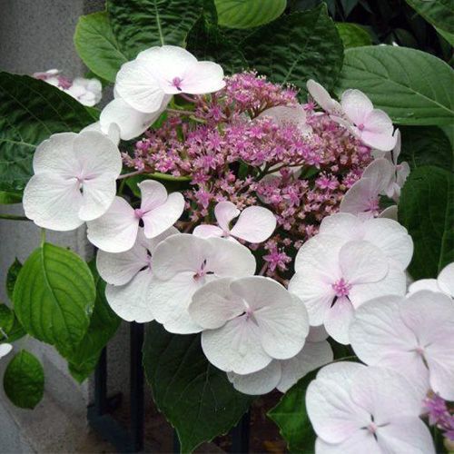 Гортензия крупнолистная "Libelle" (Либелле)