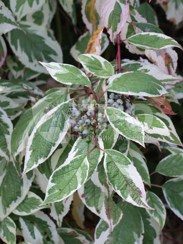 Дерен белый 'Sibirica' (С3, 040-060)