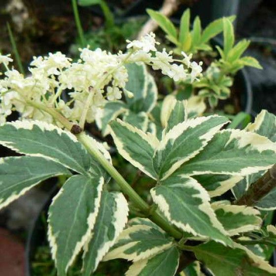 Бузина черная Marginata