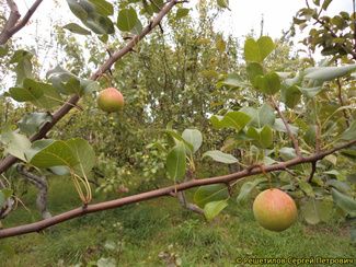 Груша Нежность