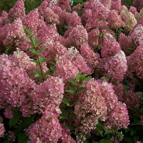 Гортензия метельчатая "Sundea Fraise" (Сандей Фрайз)