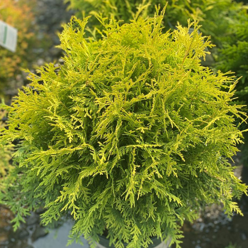 Туя западная Голден Глоб м 60-80 Тула