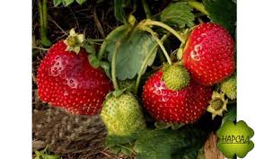 Земляника Русский размер