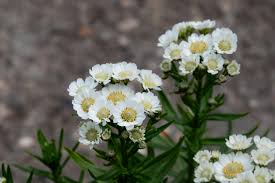 Тысячелистник птармика 'Nana Compacta' (С1.5)