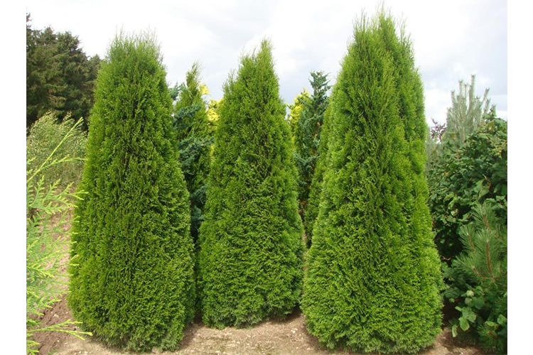 Туя западная Смарагд (Thuja occidentalis) Smaragd (120-140)