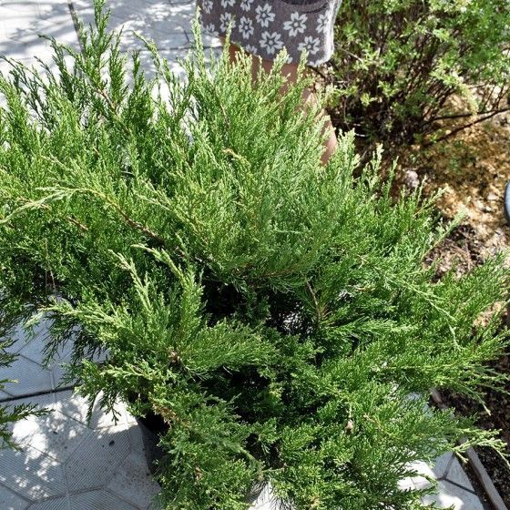 Можжевельник Минт Джулеп