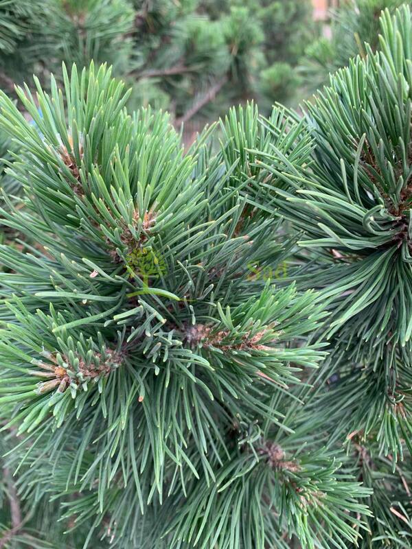 Сосна горная  "Гном" 20-25 (Гз)