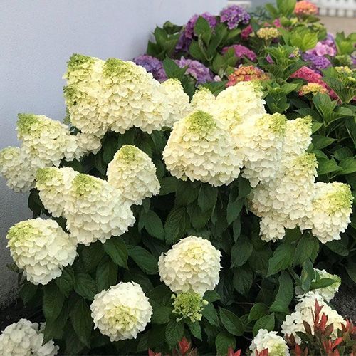 Гортензия метельчатая "Magical Mont Blanc" (Мэджикал Мон Блан)