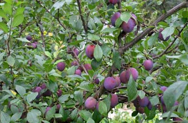 Слива Венгерка Московская