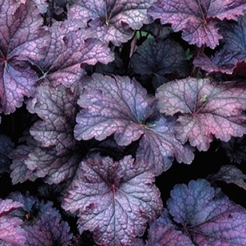 Гейхера гибридная "Аметист Мист" С2-3
