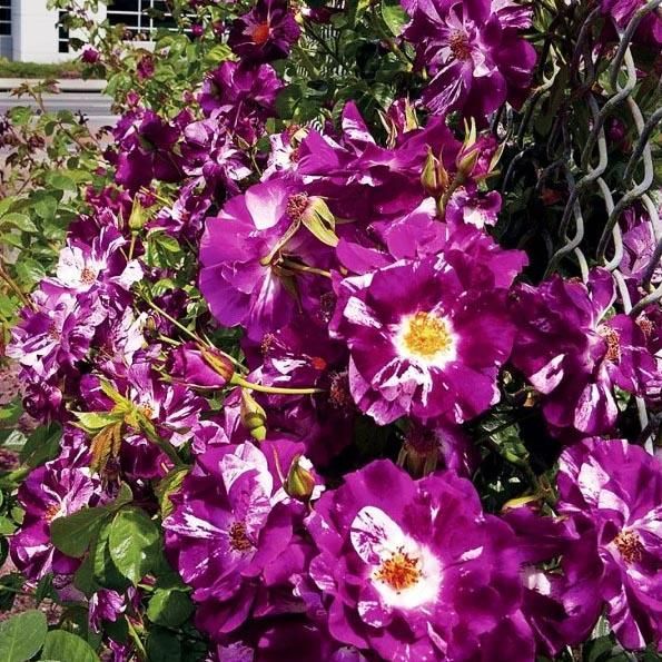 Роза Плетистая Парпл Сплэш, Фиолетовая с белыми штрихами (С3-С4)