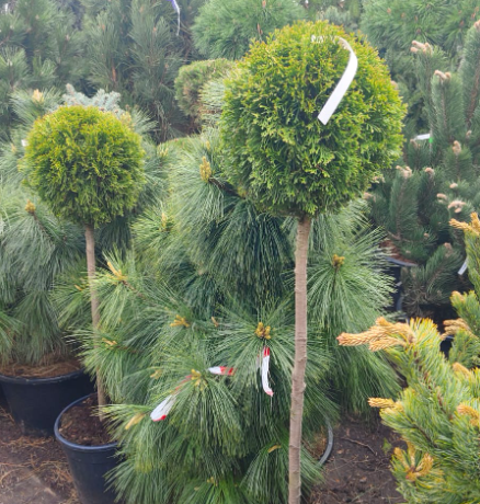 Топиар туя западная Смарагд  в форме чупа-чупса