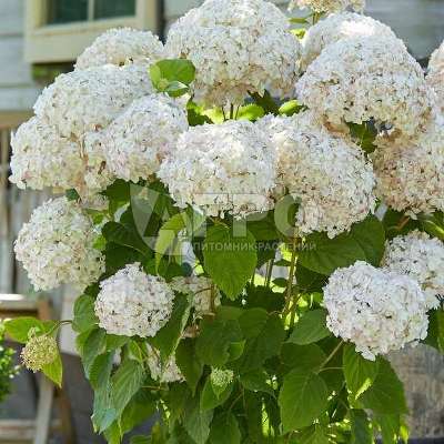 Гортензия метельчатая 'Kyushu' (С3, 040-060)