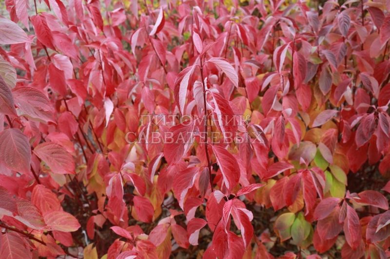 Дерен белый 'Baton Rouge' (С7-10, 060-080)