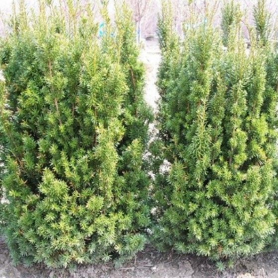 Тис ягодный Хикси