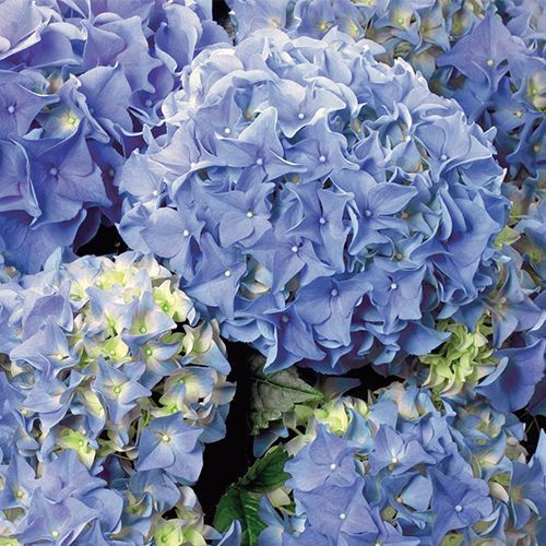 Гортензия крупнолистная "Early Blue" (Эрли Блю)
