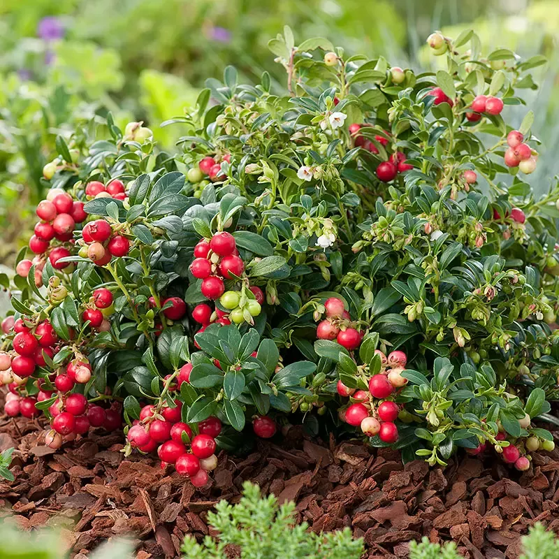 Брусника Коралл