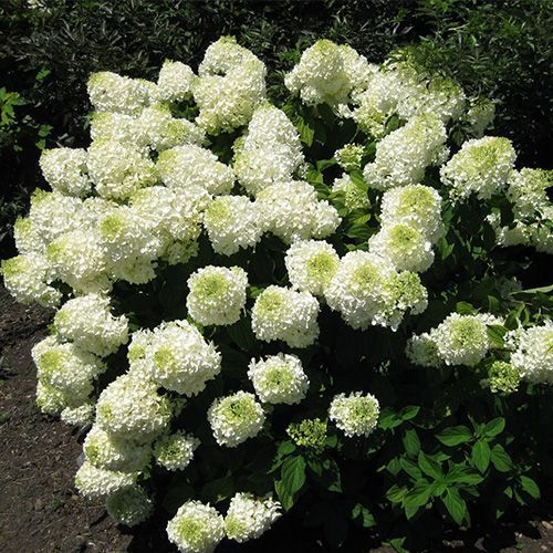 Гортензия метельчатая "Silver Dollar" (Сильвер Доллар)