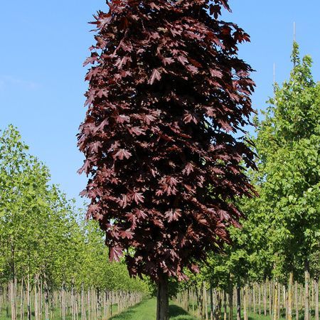 Клён остролистный 300-350 (Гз) сформованный