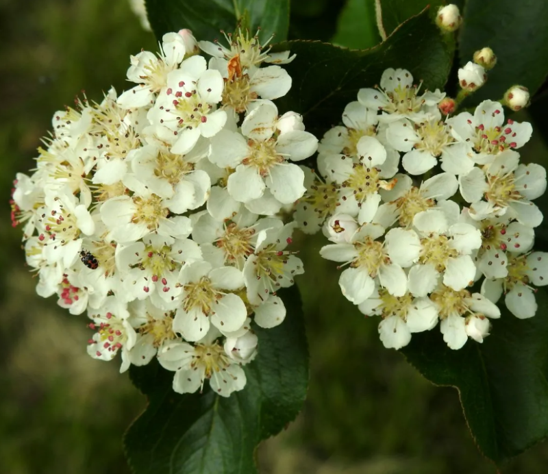 Арония черноплодная