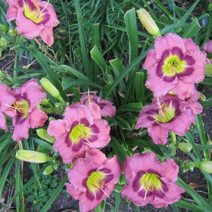 Лилейник 'Always Afternoon' (С2-С3)