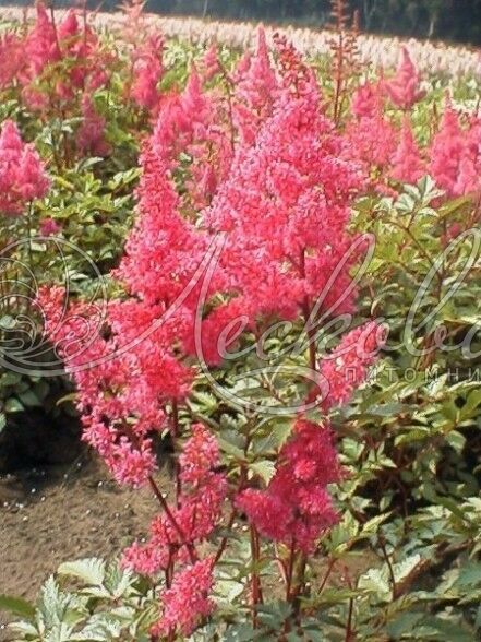 Астильба японская 'Bremen' (С2-С3)
