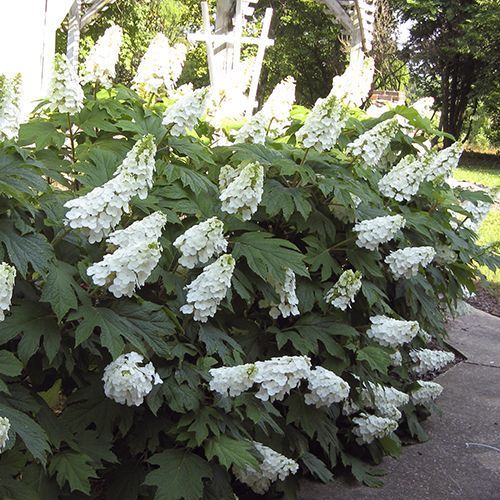 Гортензия дуболистная "Ice Crystal" (Айс Кристал)