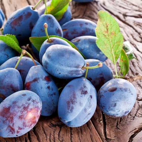 Слива Венгерка Московская