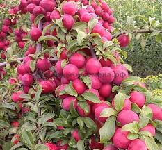 Слива Красный шар