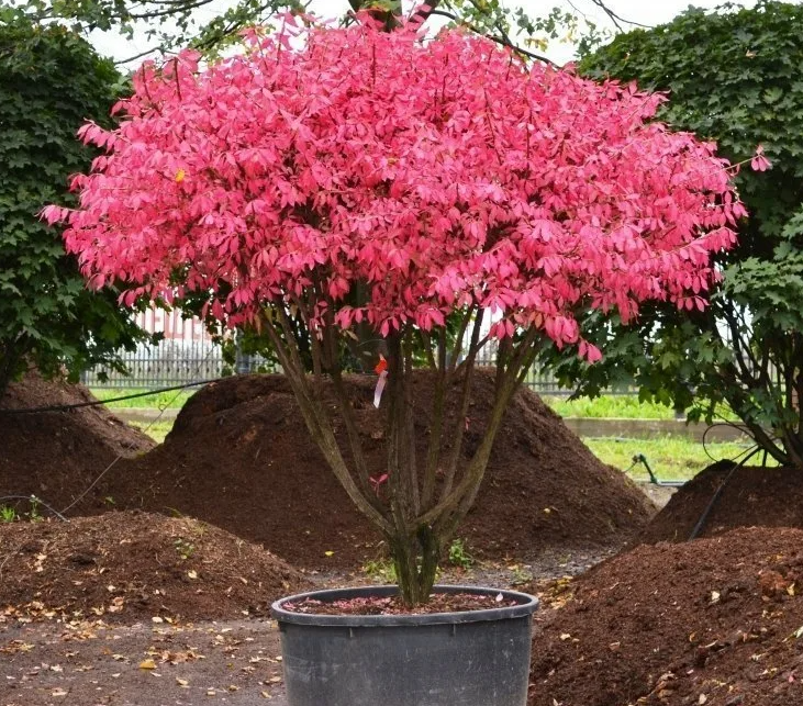 Топиар бересклет крылатый в форме зонтика