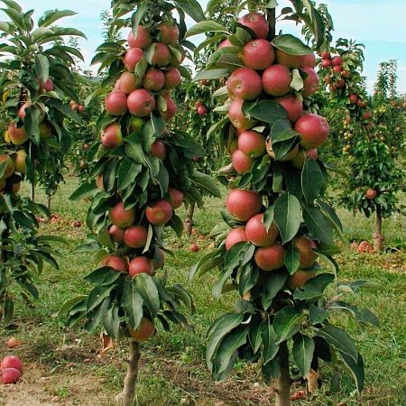 Яблоня колоновидная Арбат