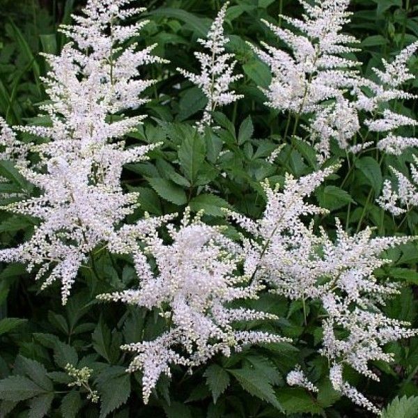 Астильба японская 'Washington' (С2-С3)